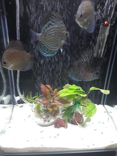 High Bodied Blue Tiger Turquoise Discus photo review