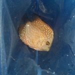 Yellow Rafflesia Discus photo review