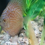 Yellow Rafflesia Discus photo review
