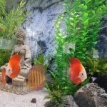 Royal Heckel Cross Discus photo review