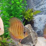 Royal Heckel Cross Discus photo review