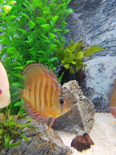 Royal Heckel Cross Discus photo review