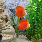 Fuji Red Discus photo review