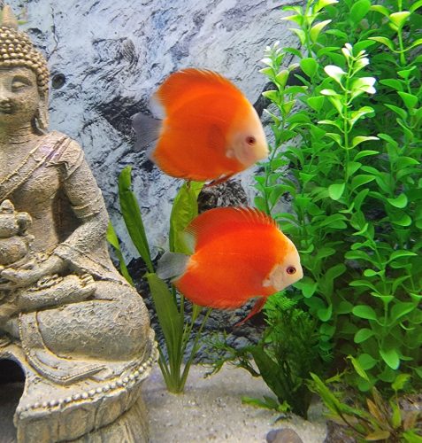 Fuji Red Discus photo review