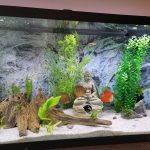 Fuji Red Discus photo review