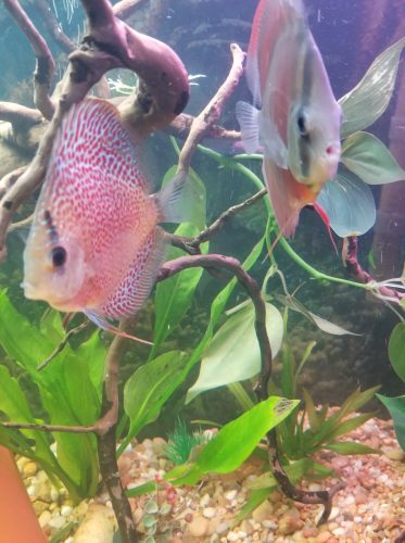 Penang Eruption Discus, Yellow Base photo review