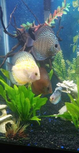 Golden Pearl Pigeon Snakeskin Discus photo review
