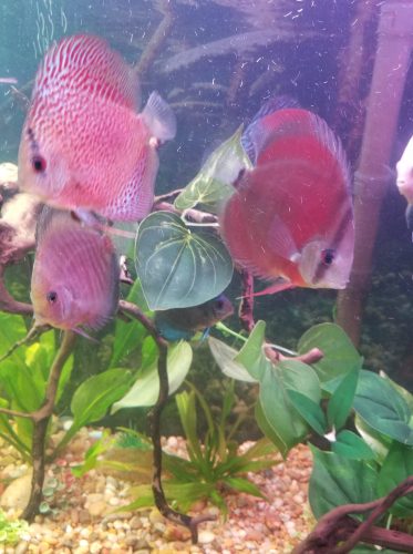 Red Super Eruption Discus, High Body photo review