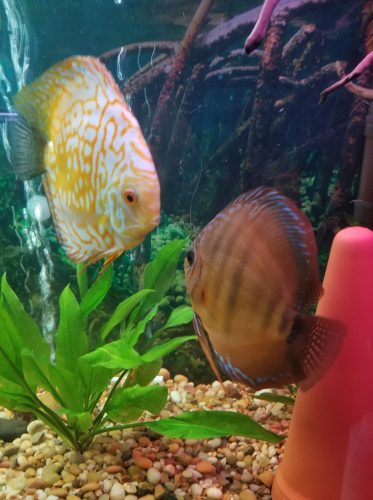 Yellow Pigeon Blood Discus photo review