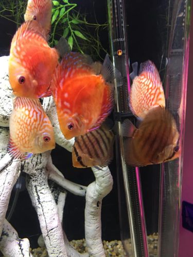 Red Melon Throwback Discus photo review