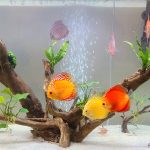 Yellow Rafflesia Discus photo review