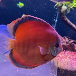 Classic San Merah Discus photo review