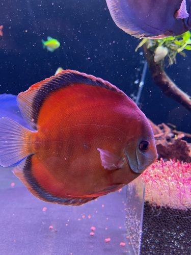 Classic San Merah Discus photo review
