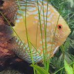 Golden Melon Throwback Discus photo review