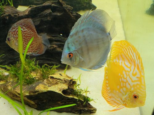 Golden Melon Throwback Discus photo review