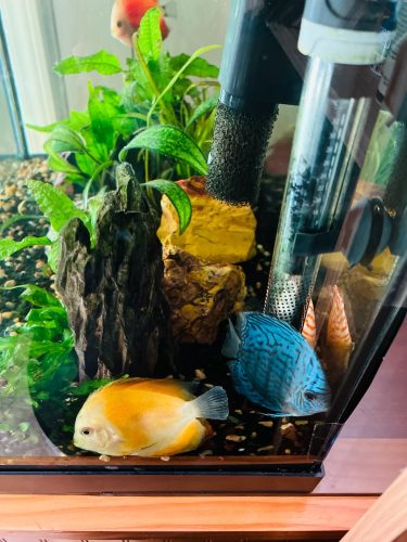 German Red Turquoise Discus, Blue Base photo review