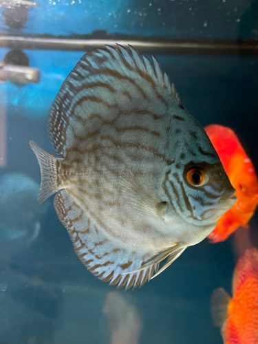 Giant Flora Cross Discus, Turquoise Base photo review