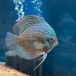 German Red Turquoise Discus, Red Base photo review