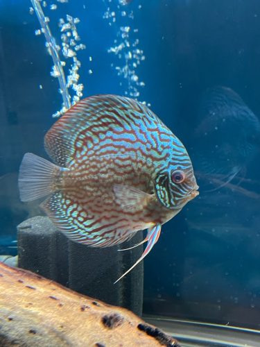 German Red Turquoise Discus, Red Base photo review