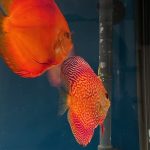 Super Pigeon Snakeskin Discus, Yellow Base photo review