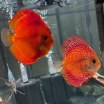 Super Pigeon Snakeskin Discus, Yellow Base photo review