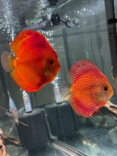 Super Pigeon Snakeskin Discus, Yellow Base photo review