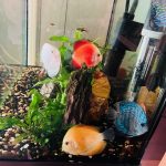 Snow White Discus photo review