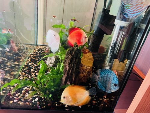 Super Red Melon Discus photo review