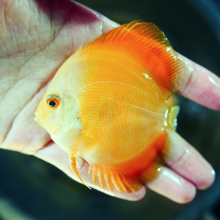 Marlboro Yellow Discus - Image 8