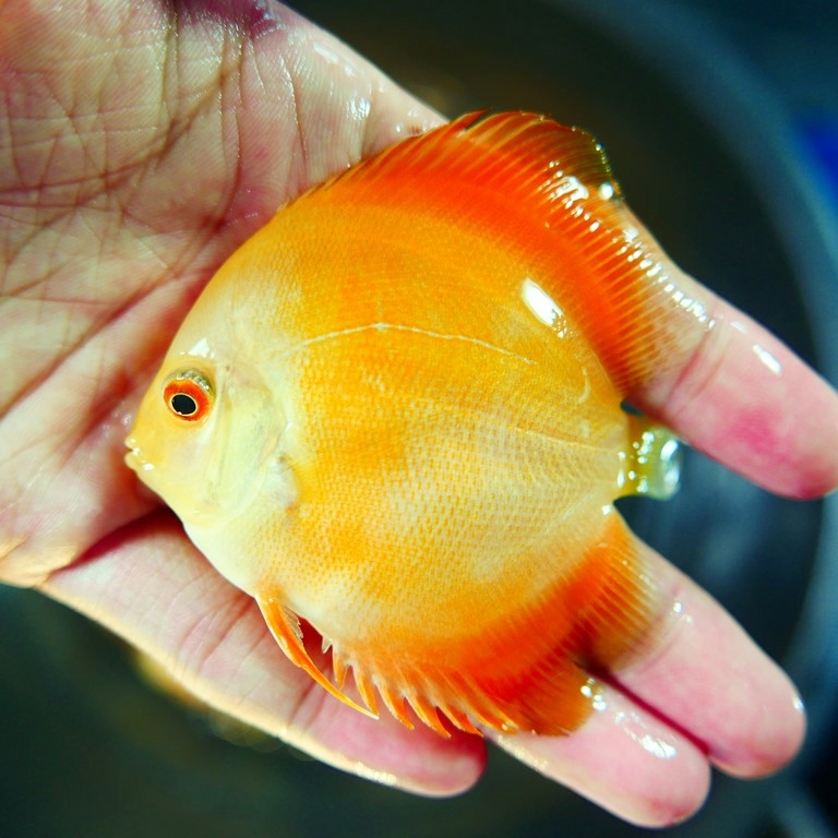 Marlboro Yellow Discus - Image 5