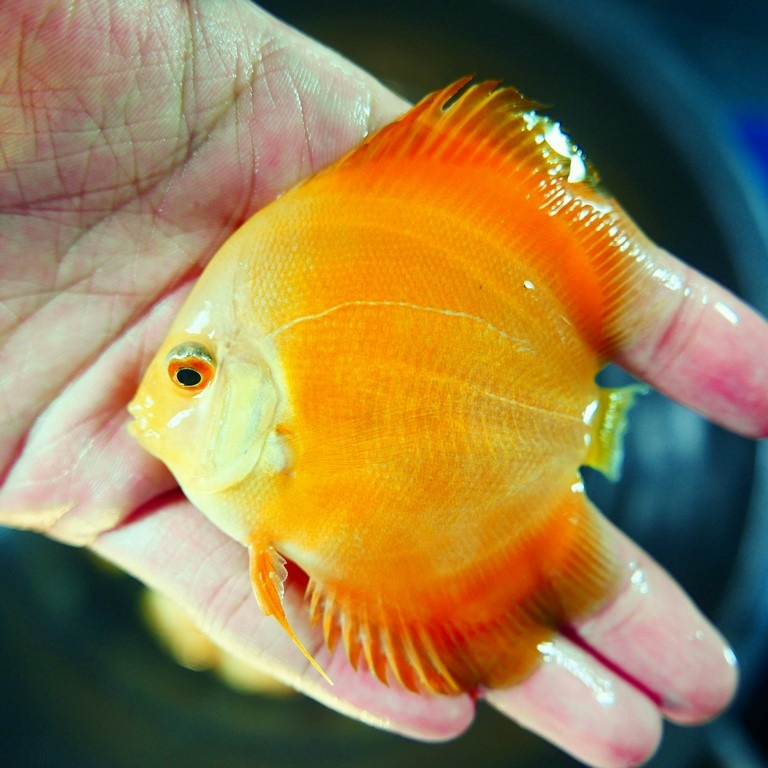 Marlboro Yellow Discus - Image 6