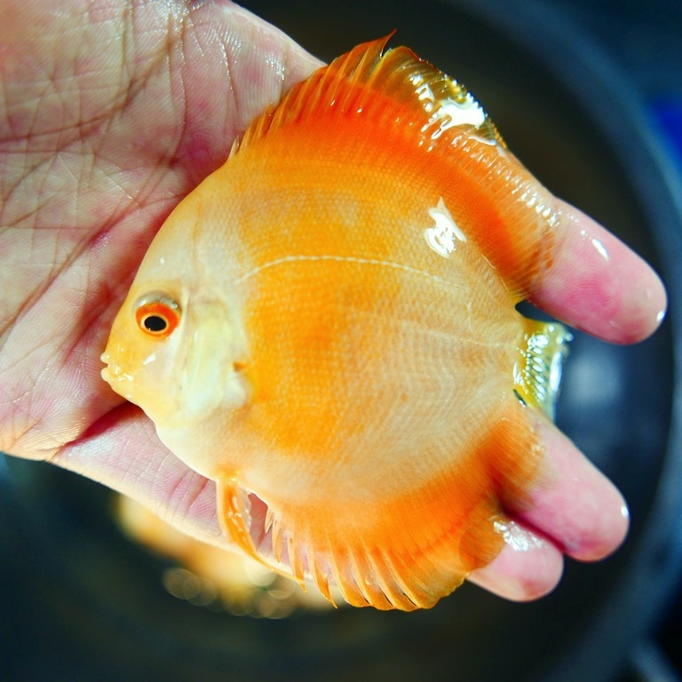 Marlboro Yellow Discus - Image 7