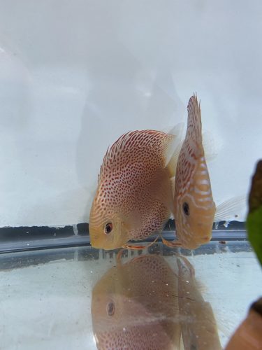 Golden Leopard Snakesin Discus, Proven Breeding Pair photo review