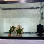 Golden Leopard Snakesin Discus, Proven Breeding Pair photo review