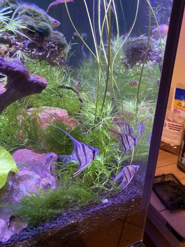 Large Wild Orinoco Altum Angel Fish Cichlid 3" photo review