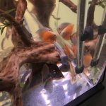 Albino Red Diamond Discus photo review