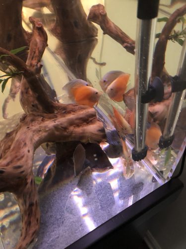 Albino Red Diamond Discus photo review