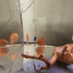 Albino Red Diamond Discus photo review