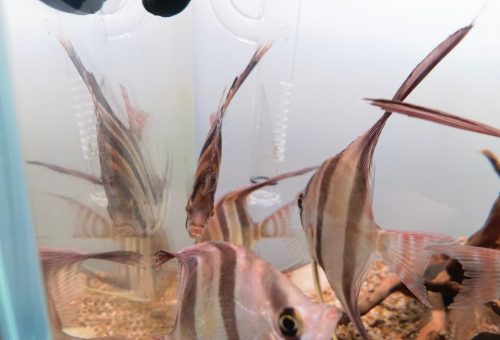 Large Wild Atabapo Altum Angel Fish 4-5" photo review