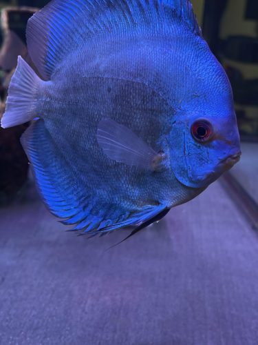 High Bodied Blue Diamond Discus With Deep Blue Gene photo review