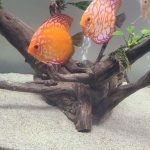 Golden Melon Throwback Discus photo review