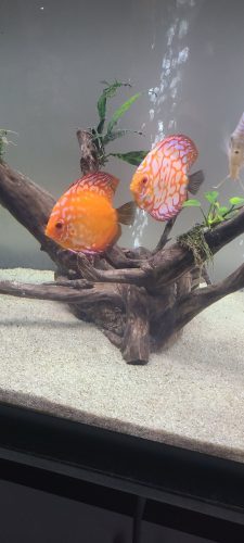 Golden Melon Throwback Discus photo review