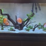 Golden Melon Throwback Discus photo review
