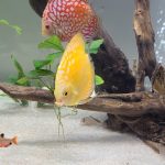 Yellow Rafflesia Discus photo review
