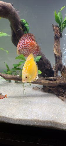 Checkerboard Pigeon Discus, Thick Line photo review