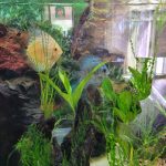 Penang Blue Knight Discus photo review