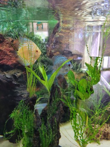 Penang Blue Knight Discus photo review