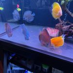 Classic San Merah Discus photo review