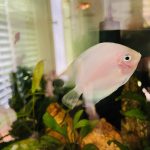 Snow White Discus photo review