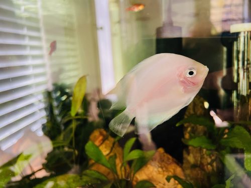 Snow White Discus photo review